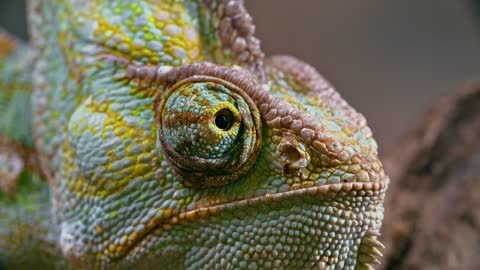 Close-up Footage Of A Chameleon Right Eyem