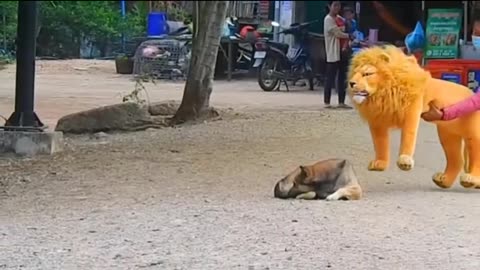 Troll prank Dog funny & fake lion and fake Tiger prank To Dog & Huge Box prank to dog