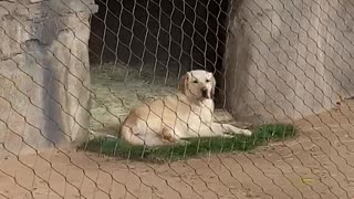 Support Dog Surprises Visitors to Cheetah Enclosure