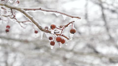 Frozen Mulberry Tree