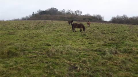 Wild ponies at Danebury hill. Ironage fort .