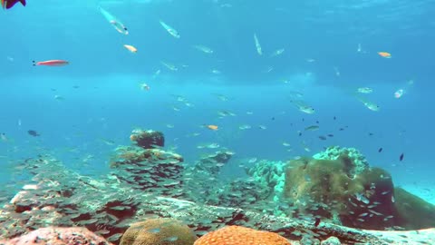 reef full of biodiversity