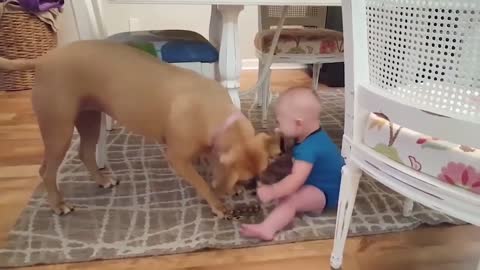 Never before seen cute baby can't stop laughing at dog