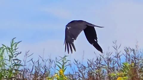 Raven in flight in slow motion / beautiful black bird in flight / raven screaming.