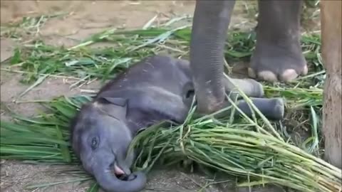 Most Funny and Cute Baby Elephant Videos Compilation