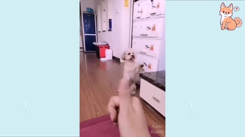 Dogs intelligenc❤️🐶. #shorts #shortvideos