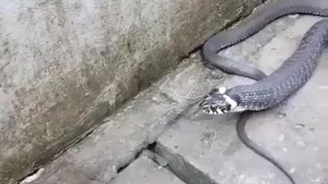 How does the snake eat? Do you like snake.....