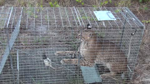 Bobcat trapped in my backyard