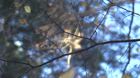 forest branches focus pull raw 1