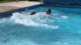 Large brown dog pool dive