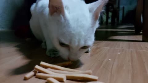 Cat Crunchy Mukhbang