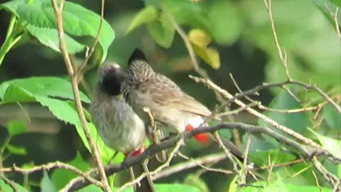 Red-whiskered Bulbul bird's pair