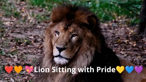 Video of a Lion Sitting With Pride