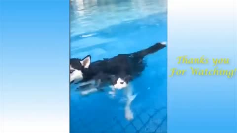 Funniest Animals 🐧 - Awesome Funny Animals' Life Videos 😁 - Cutest Cats and Dogs 1