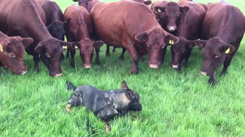 14 curious cows closely investigate relaxed dog