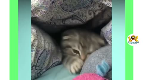 Cute kittens meowing | Funny kitten video | Kitten meowing #2021