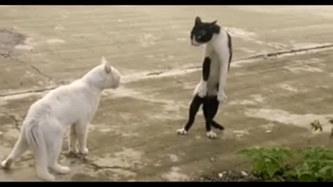 We Found Michael jackson Pet Cat | They Are Dane Fight Together | Watch It Gyz