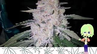 Zsweet Inzanity - Ethos Genetics