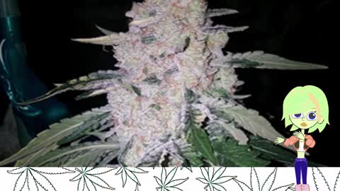 Zsweet Inzanity - Ethos Genetics