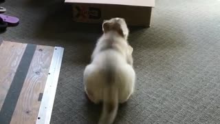 Small tan dog barks at box