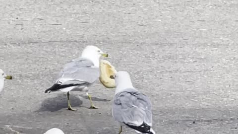 Seagulls like breadsticks