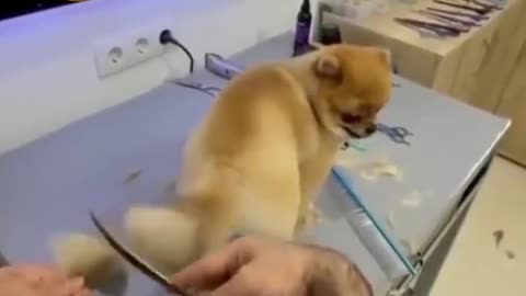 New_style_dog_tail_hair_cutting_🐕_#shorts_videos🐕(720p).mp4