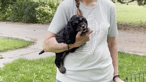 Meet our Mini-Cavapoo Puppies!