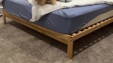 Dog having fun :)