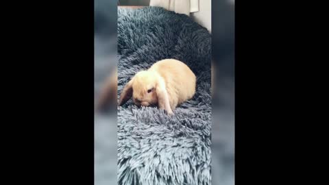 Funny cute bunny rabbit