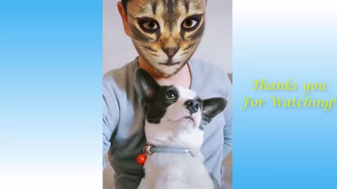 Cute Cats Best Funny Cat Videos