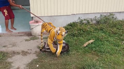 Fake Tiger Prank to a Dog. Funny prank video 2021