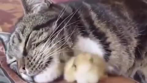 Adorable Cat VS chick young brother scene