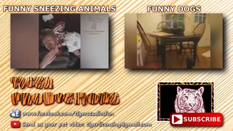 Super HARD TRY NOT TO LAUGH CHALLENGE - Funny ANIMAL compilation Tiger Productions 10:06