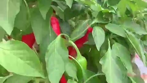 Green peppers have turned into red peppers