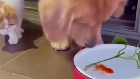 This dog has an incredible love for fish