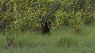 Florida Black Bear At Venus Ranch In Venus Florida.