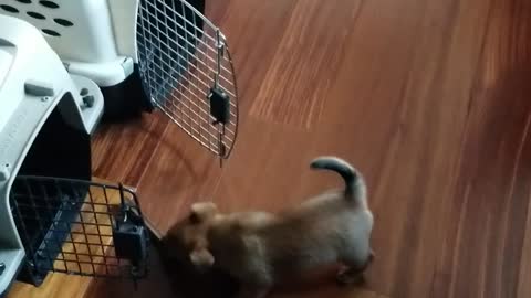 Puppy Steals Mom's Chew Stick
