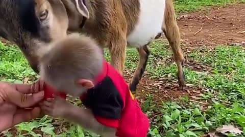 Monkey and goat friendship