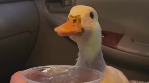 Munchkin the Duck is angry until she gets ice water