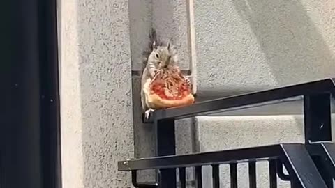 Squirrel loves pizza too