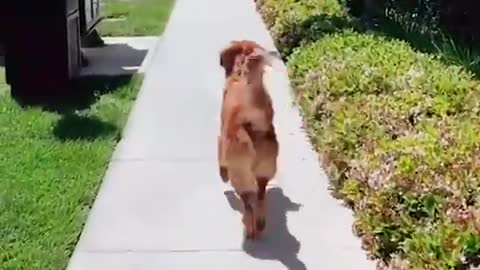 Funny_Dog_Videos_Try_Not_To_Laugh_