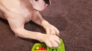 Doggo Plays a Game of Hungry Hungry Hippos