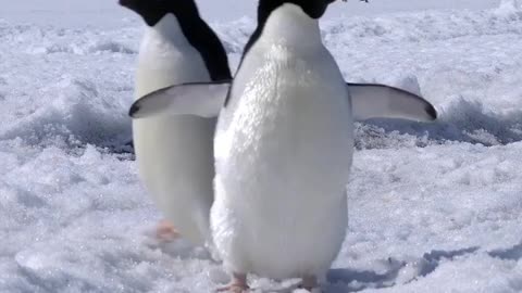 Waddling Penguins ASMR 🐧 🔊 Sound ON!