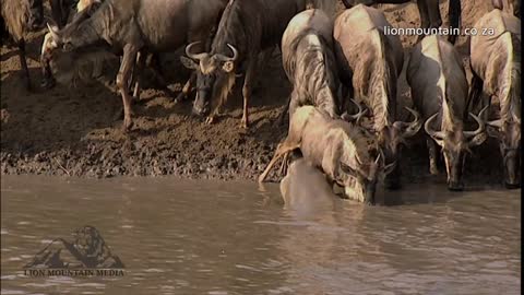 African Wildlife in 30 seconds