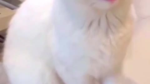 Funny cats video short