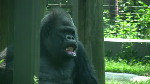 Gorilla sitting with his mouth hanging open