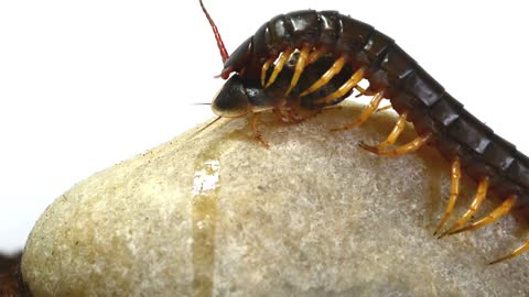 Centipede Devours Roach Alive