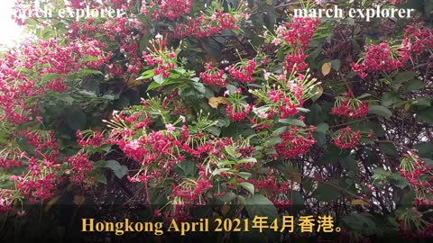 Rangoon Creeper（Chinese Honeysuckle）四君子／使君子／史君子mhp1308, Apr 2021