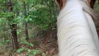 Horse gives rider attitude when ask if it’s ready to go.