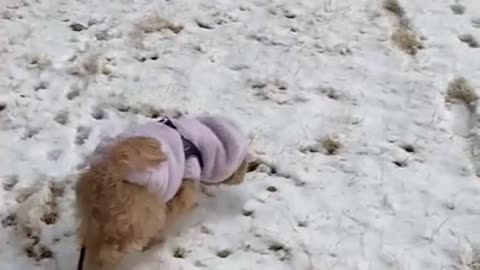 Brown puppy running in the snow